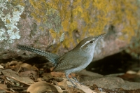 Bewick's Wren