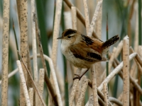 Marsh Wren - 1