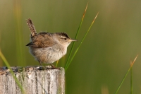 Marsh Wren - 2