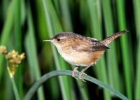 Marsh Wren - 3