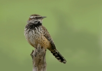 Cactus Wren - 1