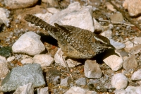 Cactus Wren - 2