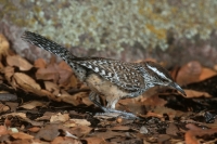 Cactus Wren - 3