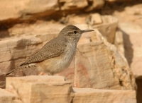 Rock Wren - 1