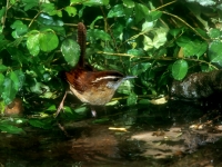 Carolina Wren