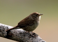 House Wren - 1