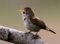 House Wren - 2