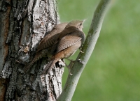 House Wren - 3