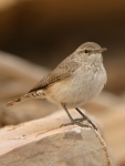 Rock Wren - 2