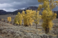 Lamar Valley, Druid Peak - Yellowstone NP