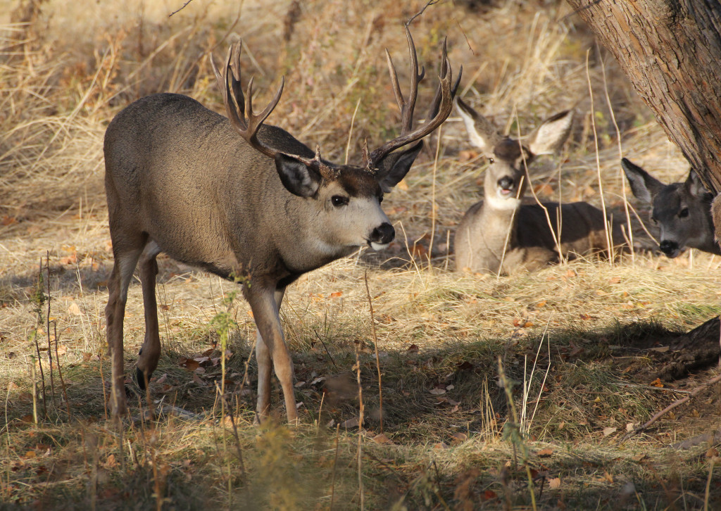 Mule deer buck protecting his harem, P Ranch, Malheur National Wildlife Refuge, SE Oregon.