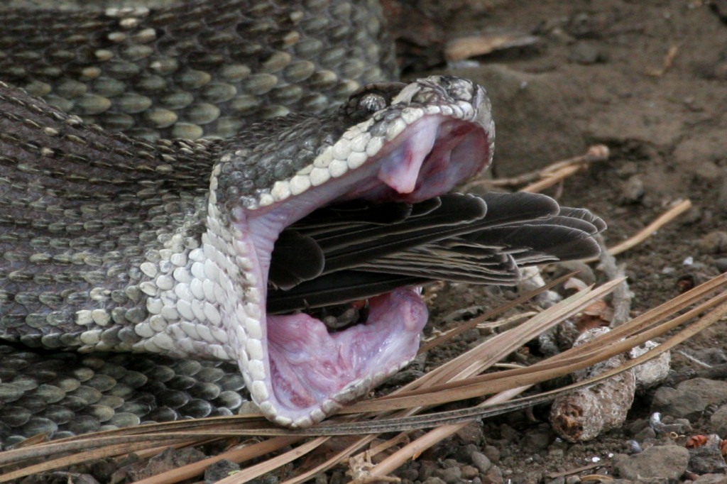Northern Pacific Rattlesnake - prey