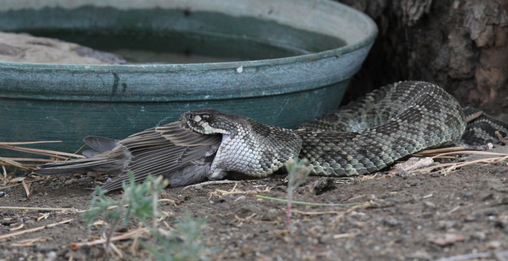2.5-Northern Pacific Rattlesnake - venomated finch