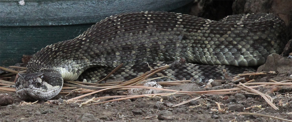 4-Northern Pacific Rattlesnake - initial swallow