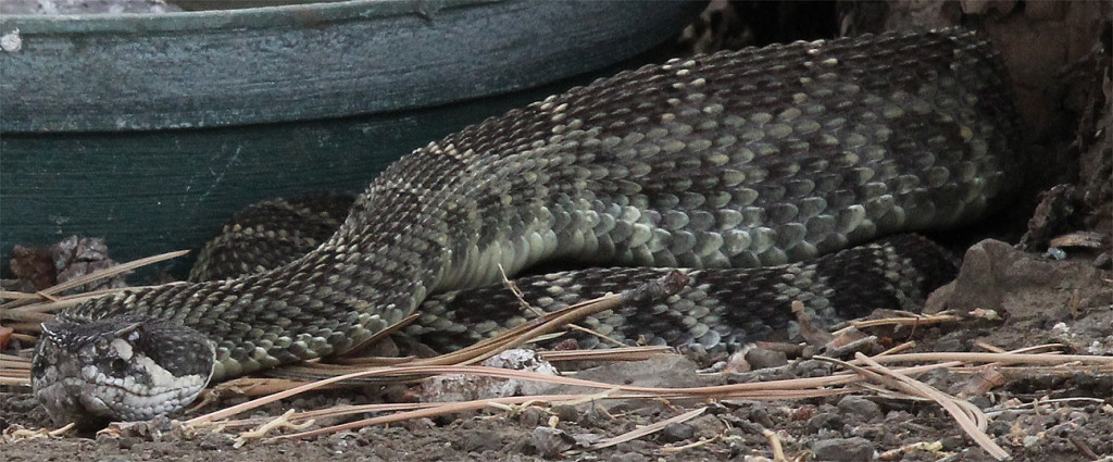 5-Northern Pacific Rattlesnake - half swallowed