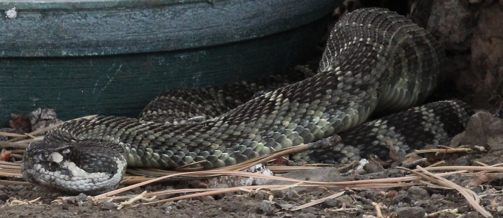 6-Northern Pacific Rattlesnake - final swallow