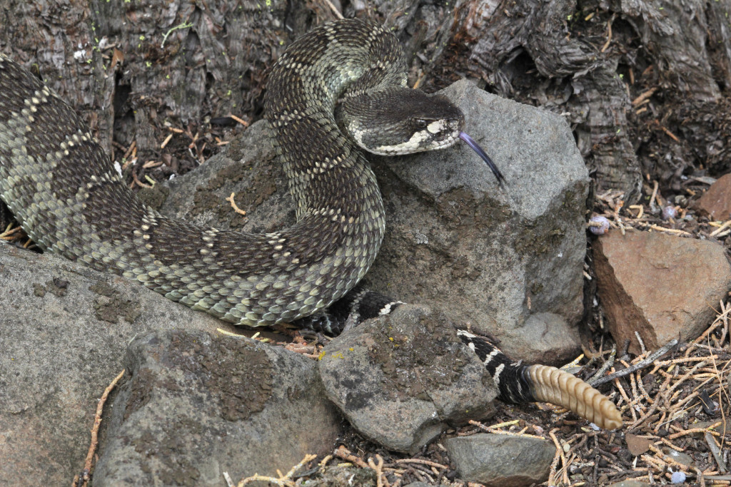 9-Northern Pacific Rattlesnake - posedIMG_2661