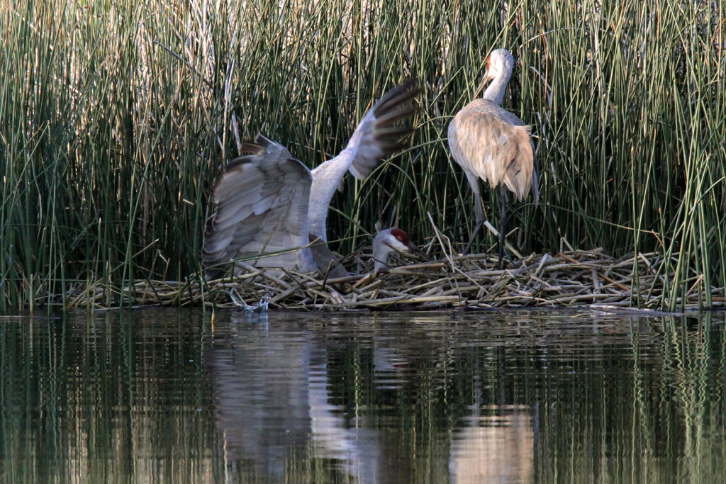 Greater Sandhill Cranes - nest return-1-ksteele-IMG_11107-web