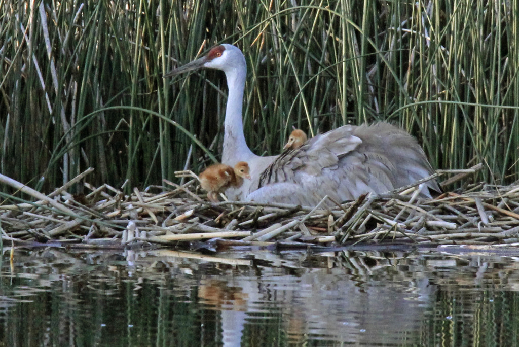 Greater Sandhill Cranes - nest return-10-ksteele-IMG_11180web