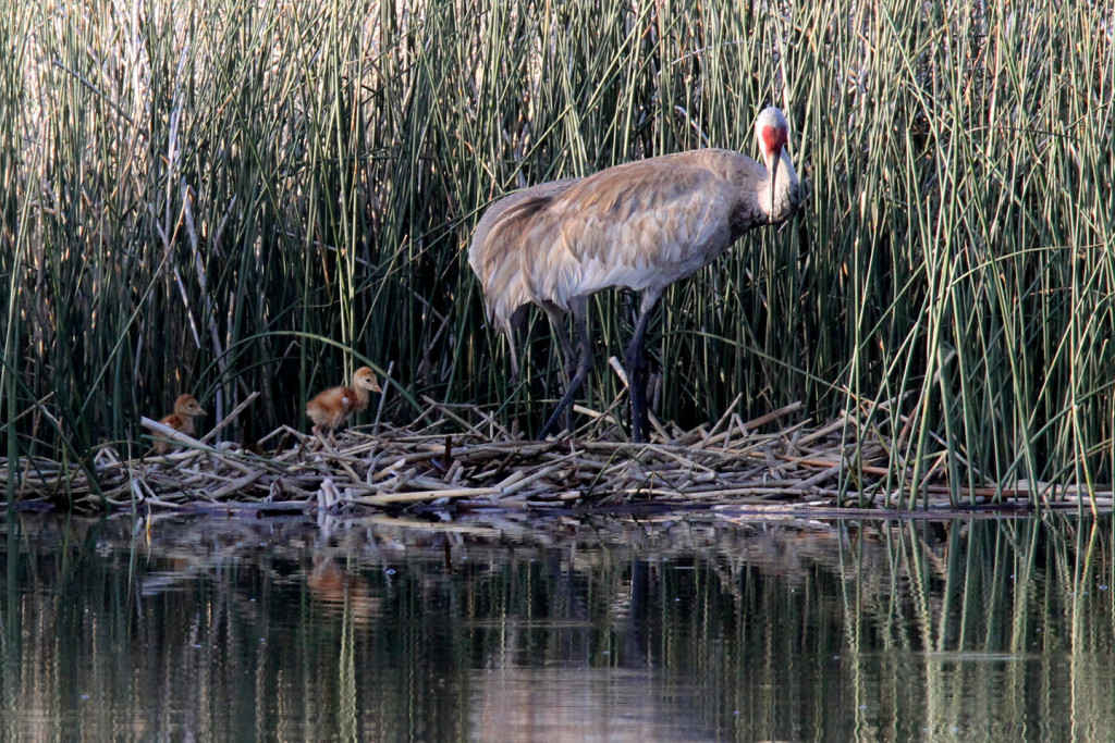 Greater Sandhill Cranes - nest return-5-ksteele-IMG_11118web