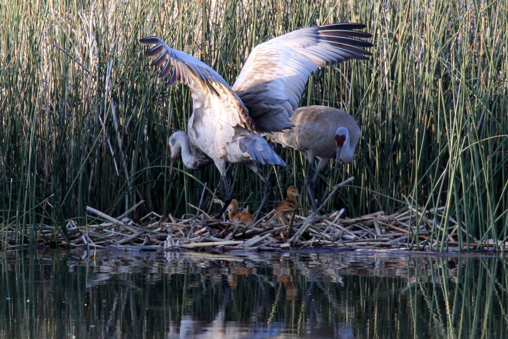 Greater Sandhill Cranes - nest return-7-ksteele-IMG_11155web