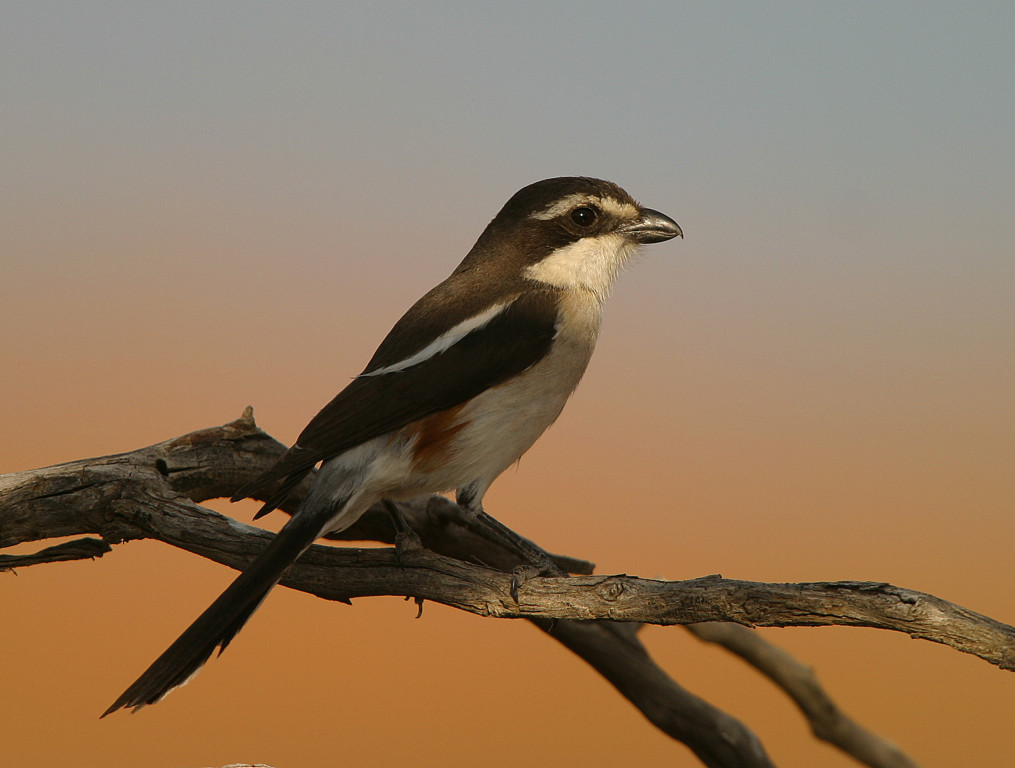 Brubru in the Kalahari Desert.
