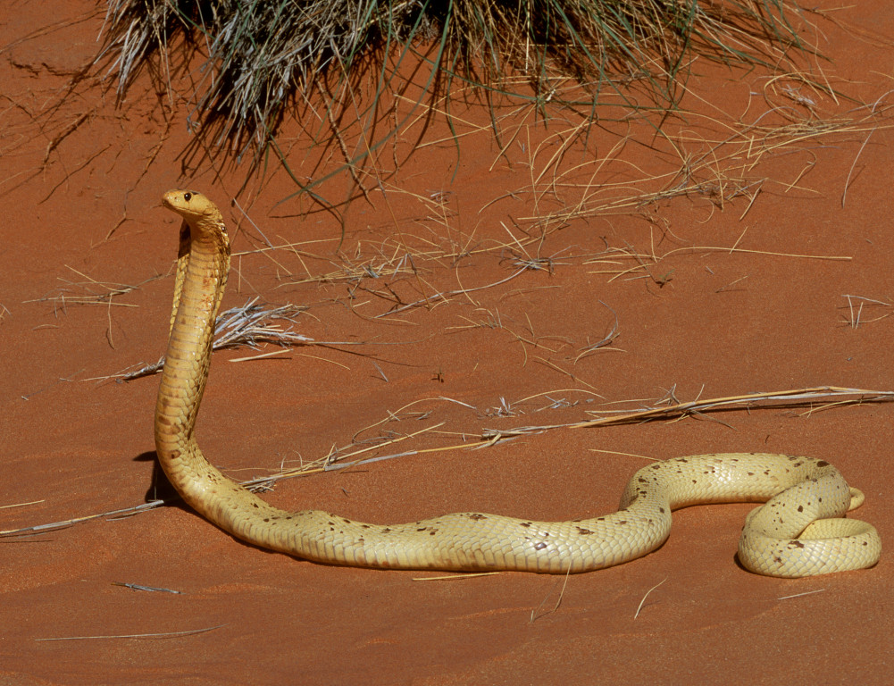 Cape Cobra in the Kalahari Desert