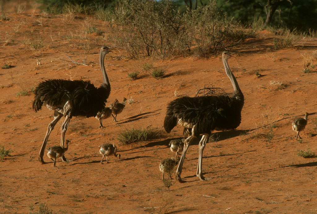 Common ostriches are originally from the Kalahari and northern Namibia.