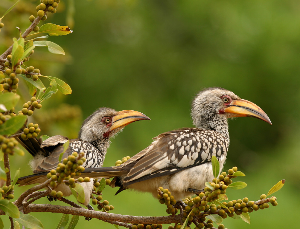 Southern Yellow-billed Hornbills in a fig tree, Kruger National Park, South Africa