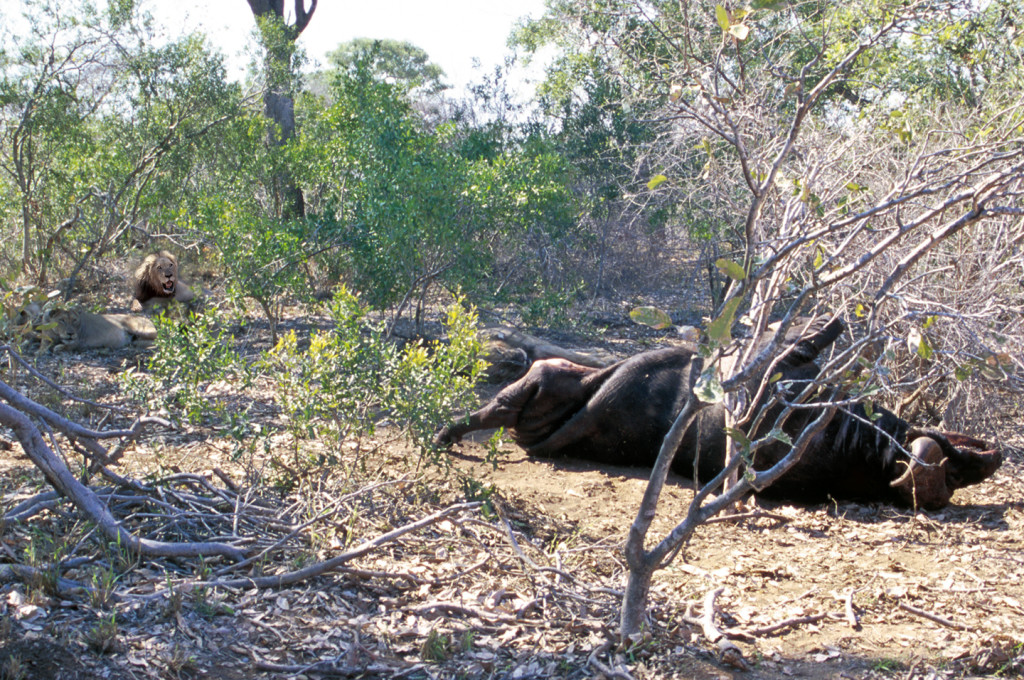 Kruger lions kill buffalo