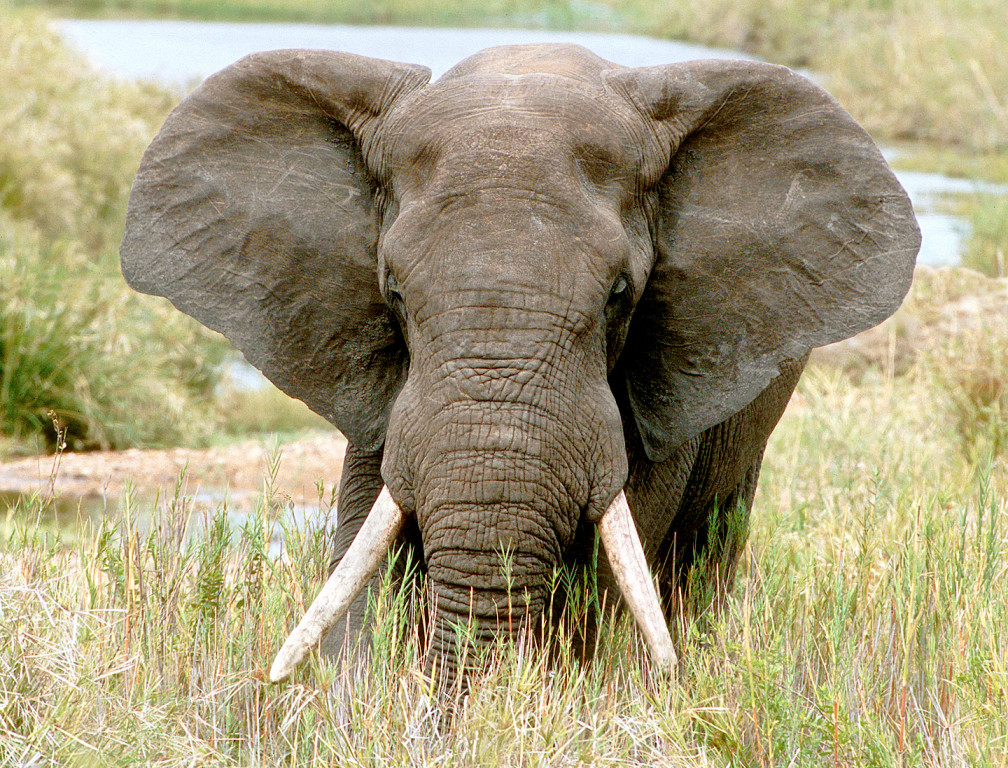 A bull elephant in Kruger National Park, South Africa
