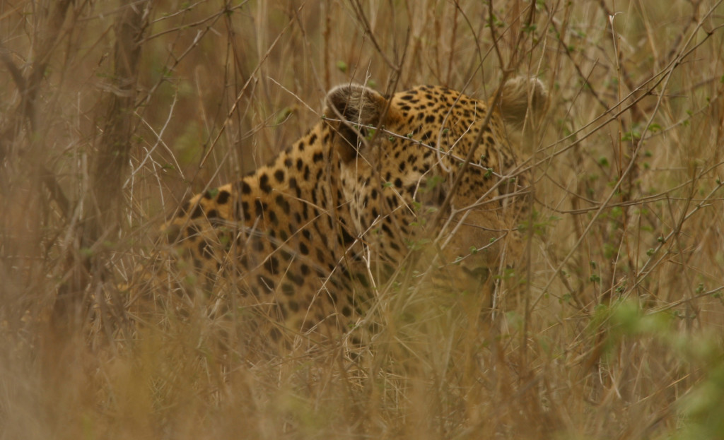 Leopard -Kruger brushIMG_2474