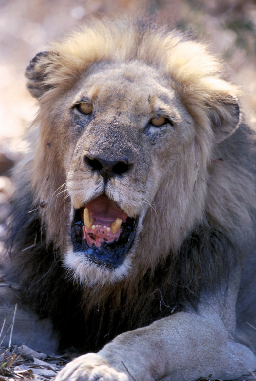 A male lion shows wear and tear at Kruger National Park.