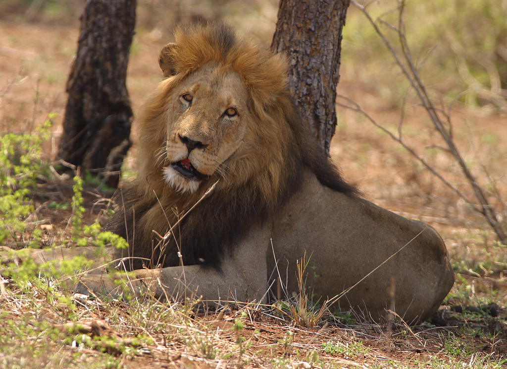Beautiful lions do exist in Kruger National Park.
