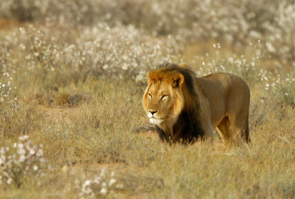 A beautiful male lion walks down through a grass held sand dune in Kagalagadi.