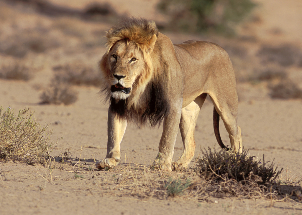 An adult lion walks the pan towards a watering hole in Kagalagadi Transfrontier Park.