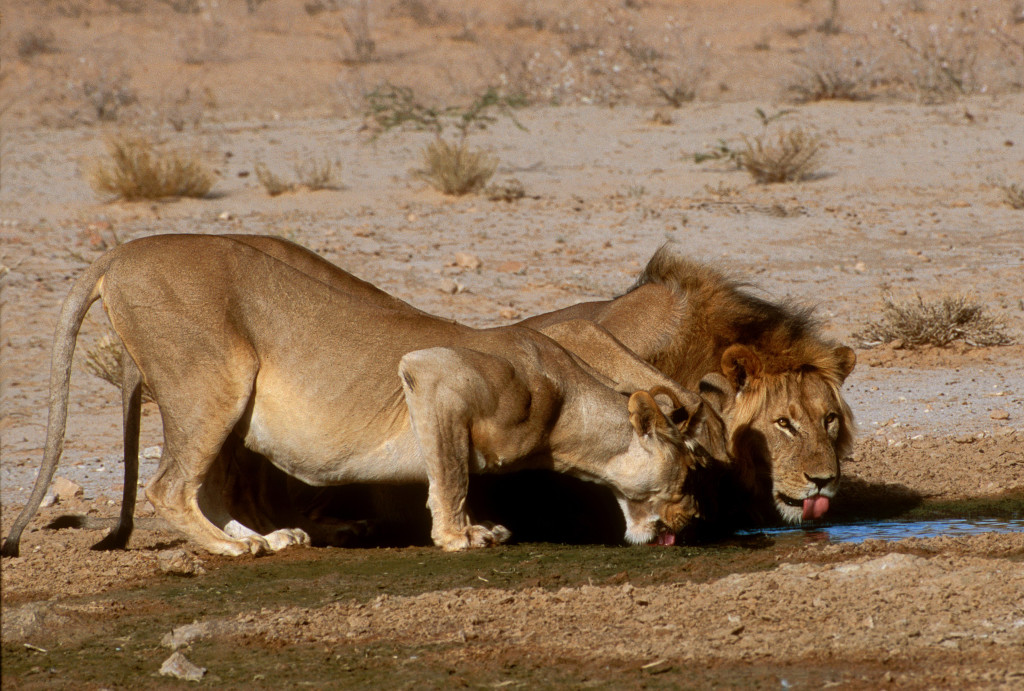 Three Kalahari lionesses and a male lion stopped to drink at a watering hole in Kagalagadi Transfrontier Park.
