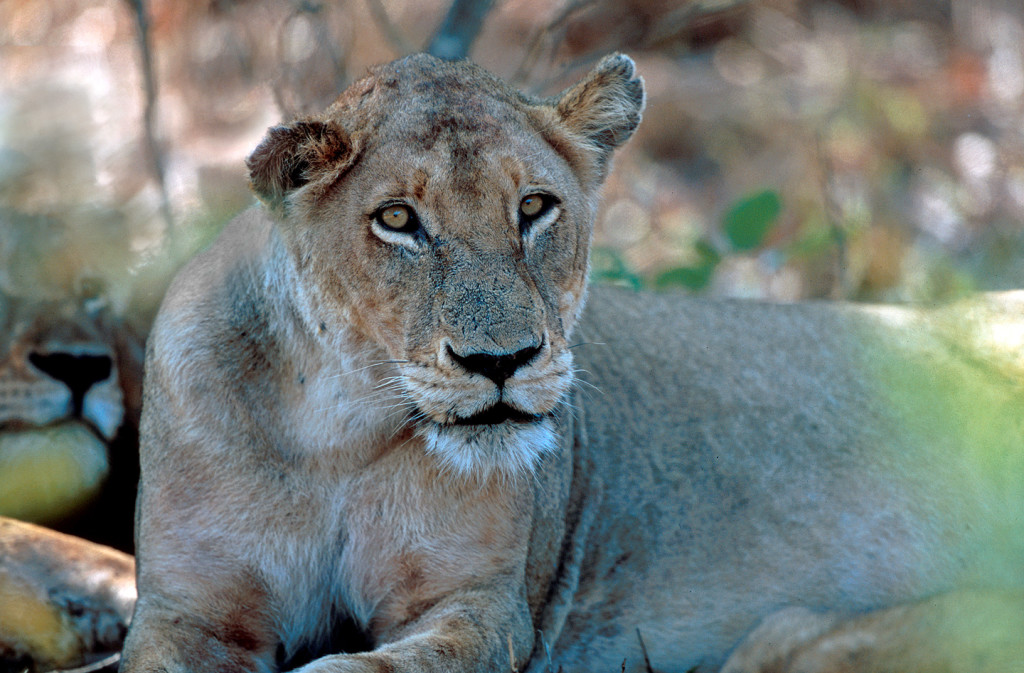 Lionesses generally do the killing of prey, but also must defend themselves from other attacking predators.