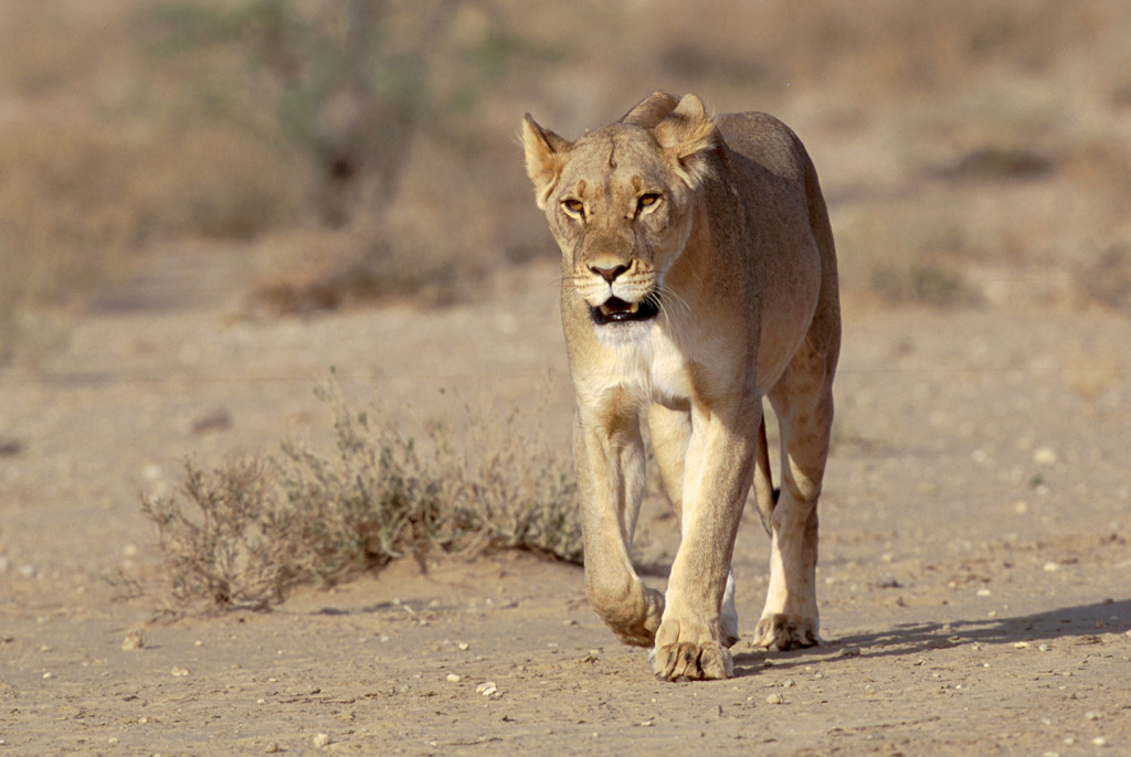 A lioness walks in the company of a male and two other lionesses. There were no cubs accompanying this small pride.
