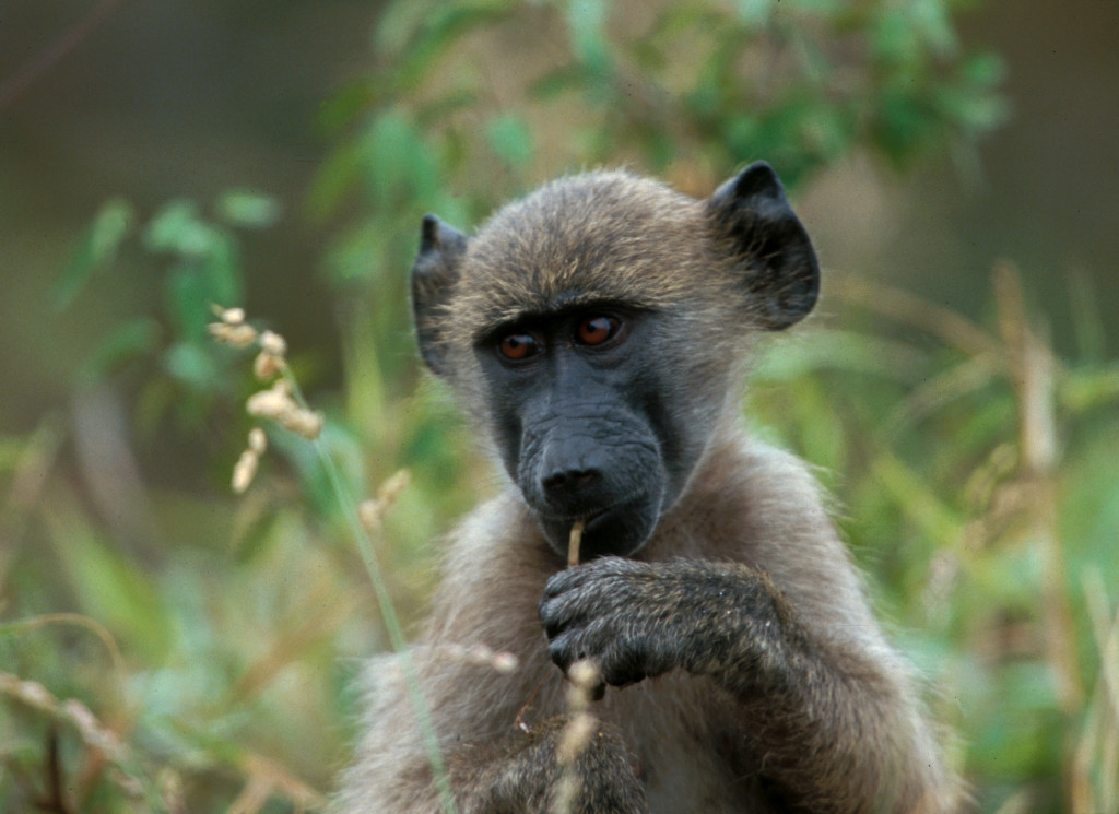 A young male Chacma Baboon in Kruger National Park