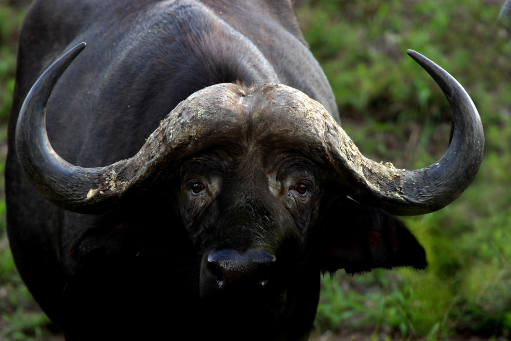 ape buffalo (also called African Buffalo) photographed in northern Kruger National Park.