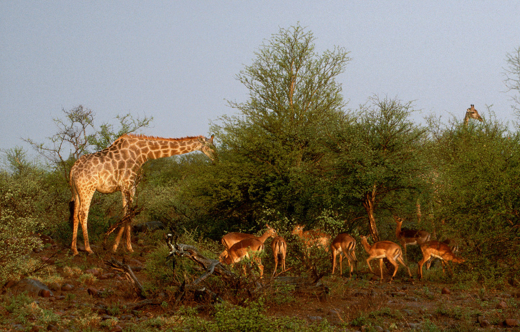 Giraffes and impalas grazing in the bushveld of Kruger National Park.