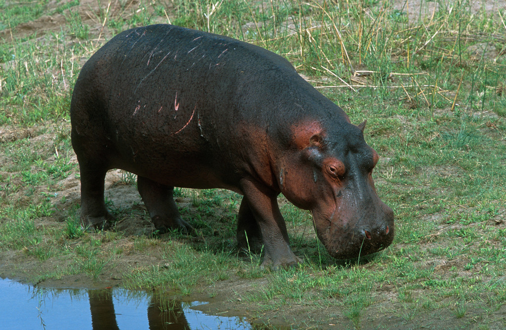 Hippopotamus grazing alongside the Oliphants River in Kruger National Park.