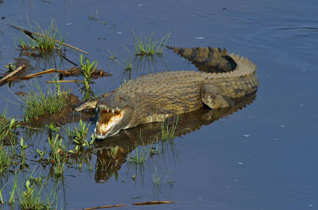 Nile Crocodile photographed under the bridge where we crossed the Oliphants River in Kruger National Park.
