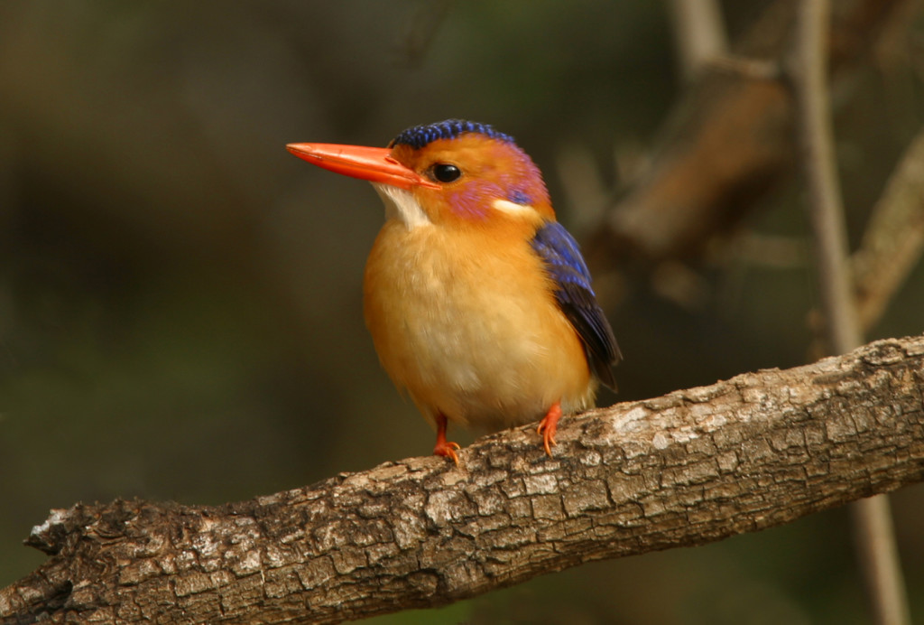Pygmy Kingfisher photographed in Kruger National Park.