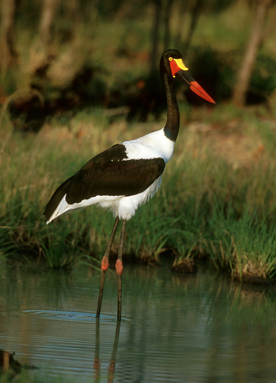 Saddle-billed Stork (female) - Kruger National Park.