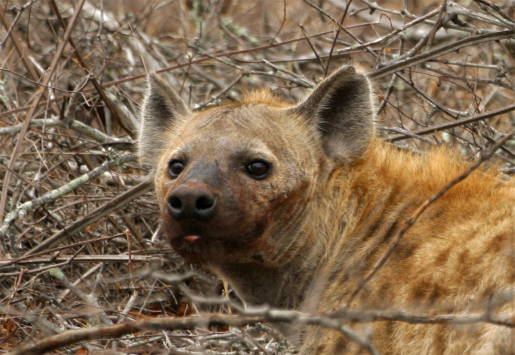 A spotted hyena, hid in the brush, became Terry's first photo subject as we entered Kruger National Park.