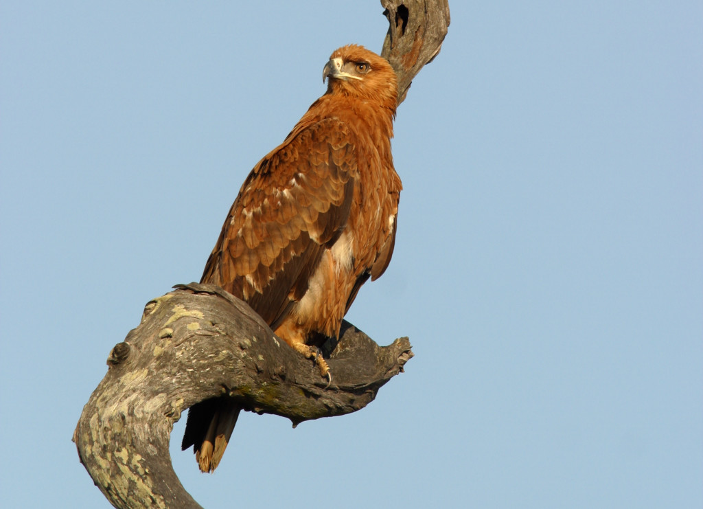 Tawney Eagle in Kruger National Park.
