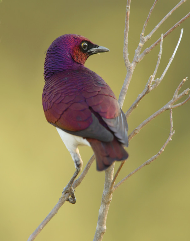 Violet-backed Starling photographed in northern Kruger National Park.