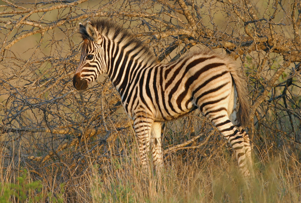 Zebra baby in Kruger National Park.